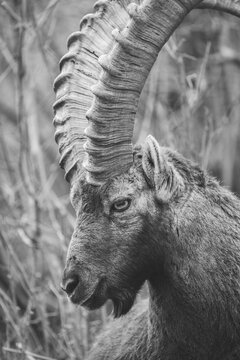 Ibex closeup, Italian Orobie