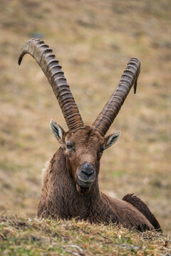Ibex closeup, Italian Orobie