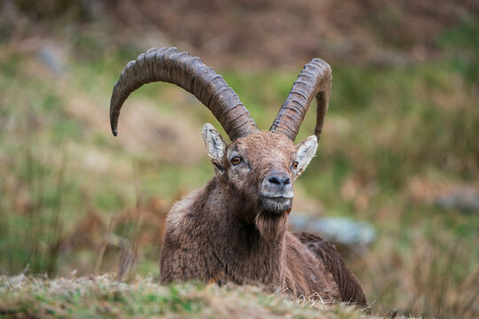 Ibex closeup, Italian Orobie