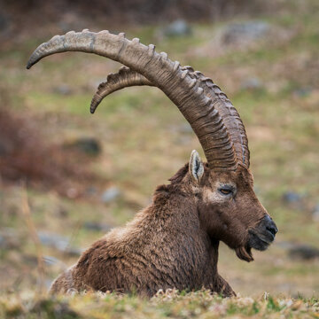Ibex closeup, Italian Orobie