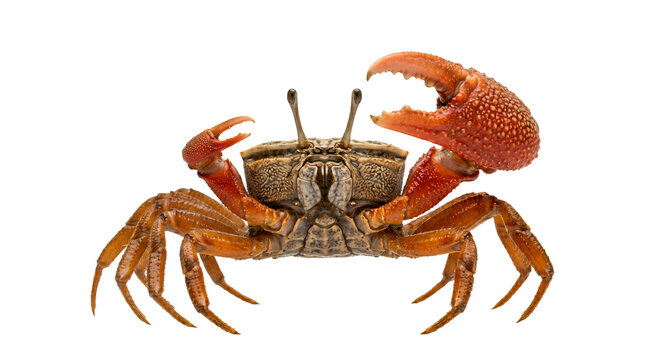 Close-up of orange and brown crab on white background, isolated marine crustacean for seafood concept