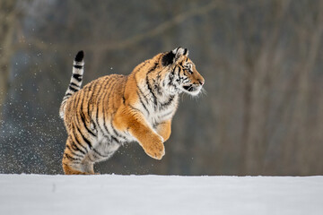 Obraz premium Siberian Tiger running. Beautiful, dynamic and powerful photo of this majestic animal. Set in environment typical for this amazing animal. Birches and meadows