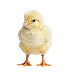Obraz premium Fluffy yellow chick stands tall on its feet with a curious gaze