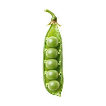 Close up of a single opened pea pod with green peas on white background
