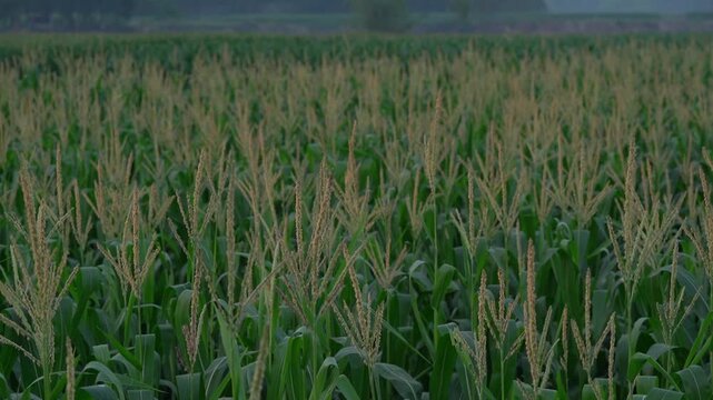 Agricultural center pivot irrigation system watering corn field