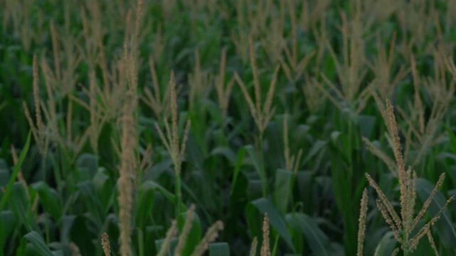 Lush green corn field swaying in the wind