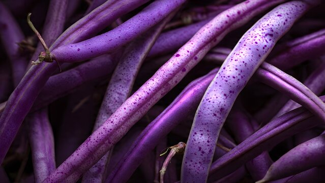 Vibrant Purple String Beans Close-Up: Fresh Organic Vegetable Harvest