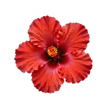Close-up of a vibrant red hibiscus flower with yellow stamen against a white background