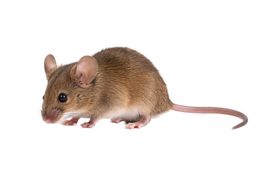 Brown house mouse isolated on white background, small rodent with soft fur and long tail, wildlife concept for pest control and nature themes