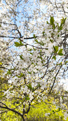 Fototapeta premium Blooming cherry branches with white flowers and green leaves during peak spring flowering season. Vertical background with tree display, urban nature beauty, botanical concept