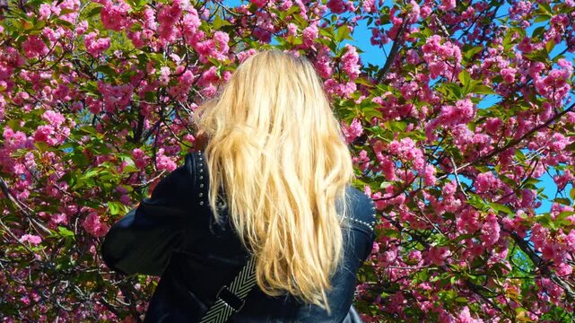 Rear view of woman photographing pink trees in NYC. Woman from the back taking a picture of dense pink cherry blossoms with a smartphone in a sunny park.