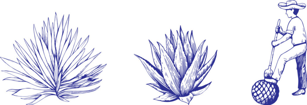 Hand Drawn Agave and Succulent Cactus Vector Illustration Vintage Engraving Style Isolated Botanical Design
