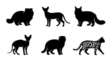 Black cat silhouettes collection, 6 feline breed vector icons, domestic cat profile shapes, pet animal silhouettes for logos and web design © Kazi