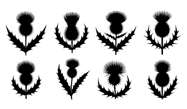 Black thistle silhouette vector set botanical stylized flower leaves art