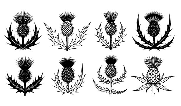 Thistle botanical silhouette vector set black floral leaf illustration