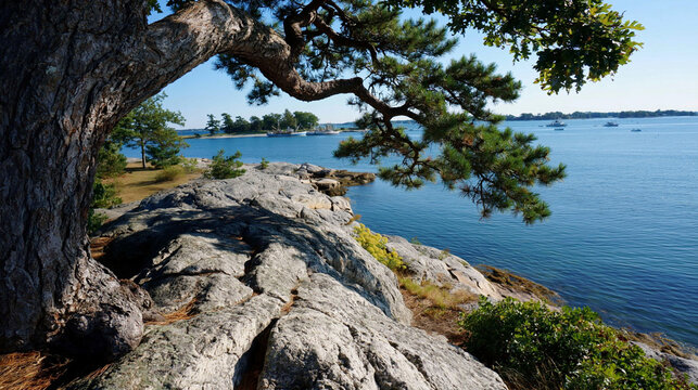 Pine tree branches overhang a craggy coastal shoreline with calm blue ocean waters under a clear summer sky.