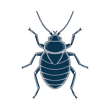 An antique engraving depicts a detailed water strider insect showcasing its elongated legs