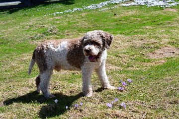 Fototapeta premium Portrait eines Lagotto Romagnolo Hundes