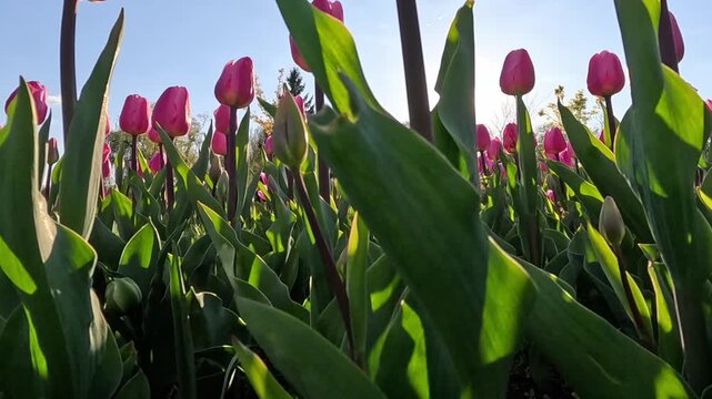 Wide pink tulip field filmed from ground level at sunrise sun flare bursts through stems and blooms camera moves slowly right revealing rows of magenta flowers with trees in background