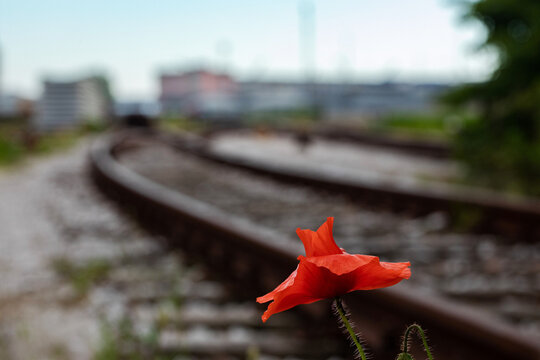papavero rosso in primo piano, con ambiente urbano e binari ferroviari su sfondo sfuocato, di giorno, concetto di rapporto tra natura e citt&agrave;