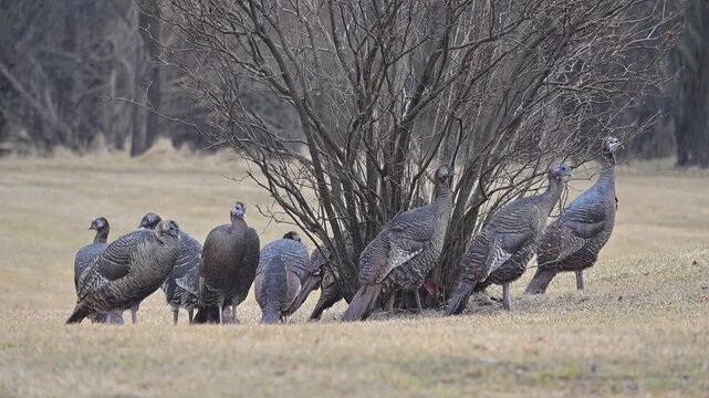 Wild Turkeys in the Rain