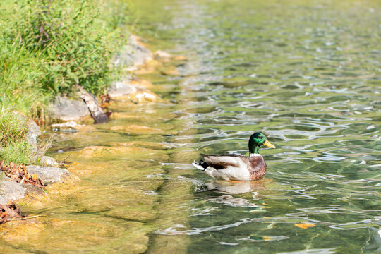 dettaglio di un germano reale mentre nuota nelle acque tranquille di un lago durante il giorno