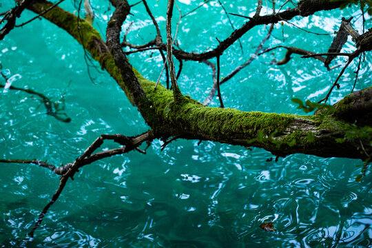 tronco e rami di un albero sopra e vicino alla superficie dell'acqua di un lago dalle bellissime tonalit&agrave; di azzurro e verde smeraldo