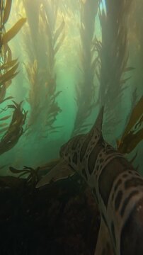 Leopard shark swimming through a giant kelp forest in the Pacific Ocean