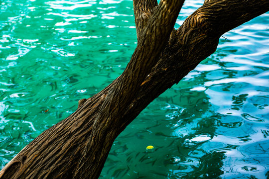 tronco e rami di un albero sopra e vicino alla superficie dell'acqua di un lago dalle bellissime tonalit&agrave; di azzurro e verde smeraldo