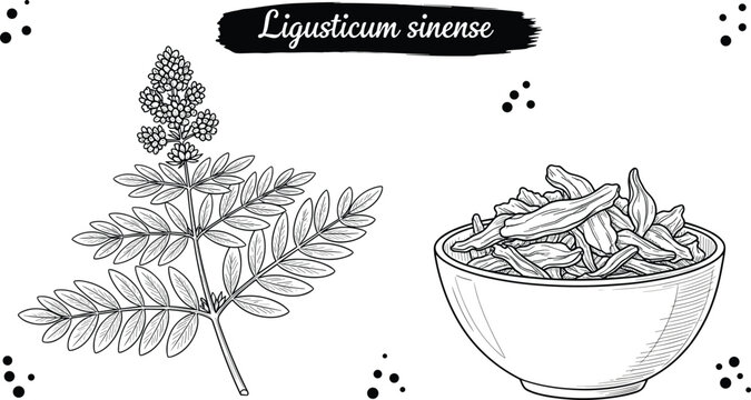 Ligusticum sinense medicinal herb illustration with plant branch and dried roots in bowl botanical vintage engraving style