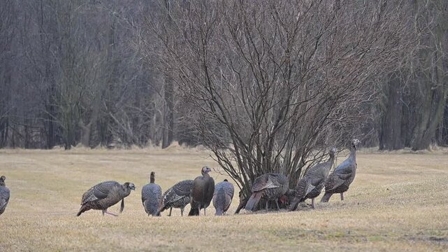 Wild Turkeys in the Rain