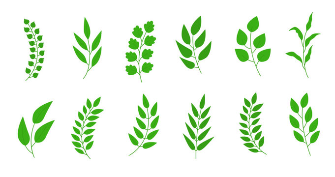 Green leafy branches are arranged in rows on a white background. Vector illustration