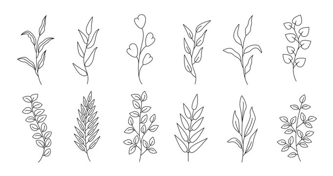 Collection of black line botanical drawings showing stems with various leaves and heart-shaped leaf forms. Vector illustration