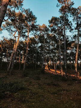 foret de pins