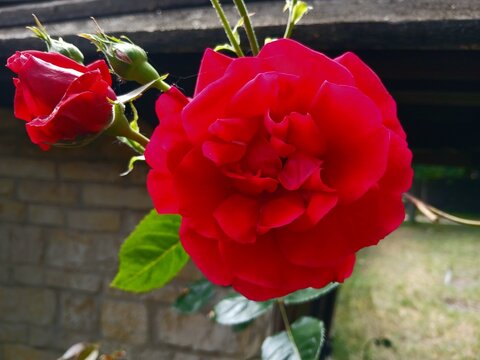 red poppy flower yy