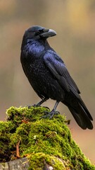 Naklejka premium A black common raven perched on a mossy tree stump in a forest.