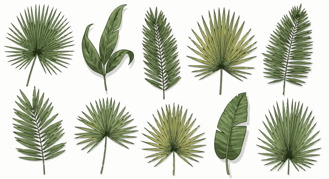 Assortment of diverse green palm leaves, varied shapes and sizes