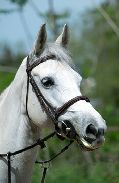 Portrait of a Horse