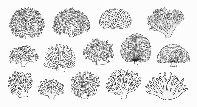 Line art illustrations of various coral types and a brain