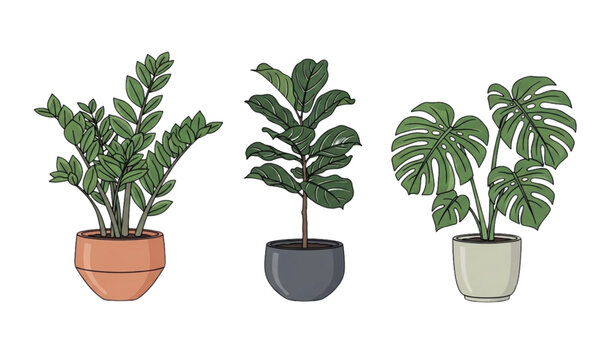 Zamioculcas ficus monstera plant vector indoor potted houseplants set