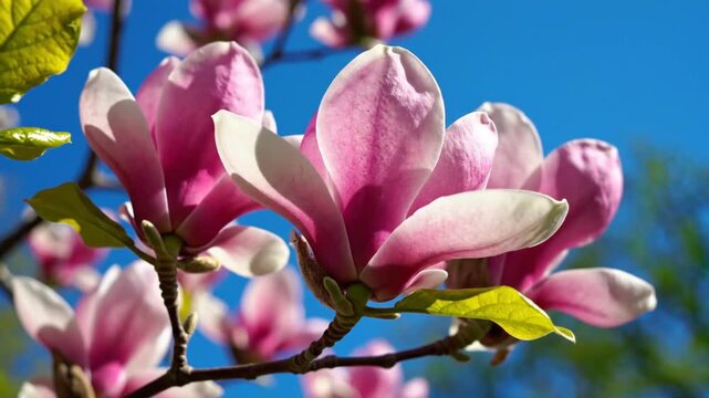 Beautiful close up of pink magnolia flowers blooming in the spring sunshine against a blue sky
