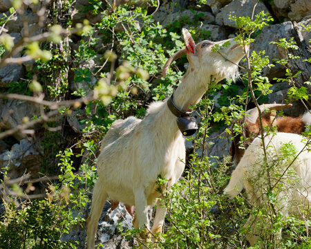 Croatian white goat with a neck bell stretching to eat tree leaves in Dalmatinska Zagora near Kastela, Croatia