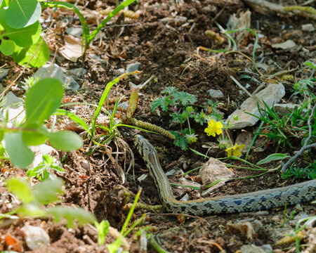 Four-lined Rat Snake (Elaphe quatuorlineata) slithering across dirt and rocks amidst spring wildflowers in Dalmatinska Zagora near Kastela, Croatia