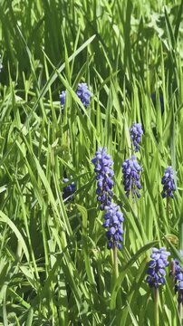 wilde Perlhyazinthen wachsen im hohen Gras 