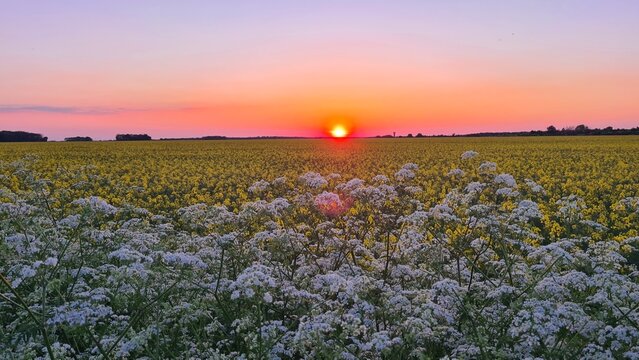 Magnifique coucher de soleil sur un champ de colza au printemps (vall&eacute;e de Chevreuse, France)