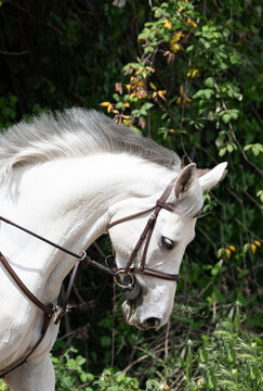 Head of a Grey Horse