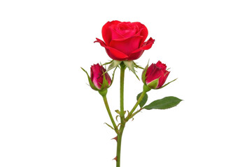 Fototapeta premium Vibrant red rose with buds and leaves isolated on transparent background