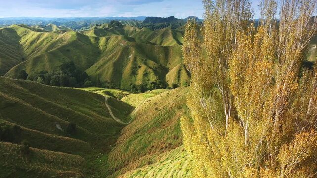 Rolling green hills and valleys at the Tahora Saddle, Manawatu-Whanganui, New Zealand, with a dirt track winding through the landscape and trees in autumn colors. ,