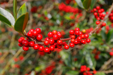 Obraz premium Bright red berries grow in clusters on branches in a garden during sunny weather in late afternoon