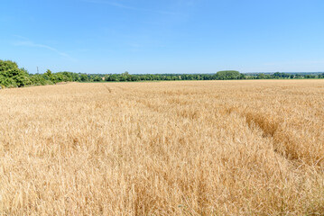 Fototapeta premium Barley field in the countryside of Normandy under clear blue sky in summer